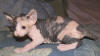 Sphynx kitten available