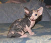 Sphynx kitten available