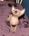 Seal Mink Sphynx Girl Available for Adoption