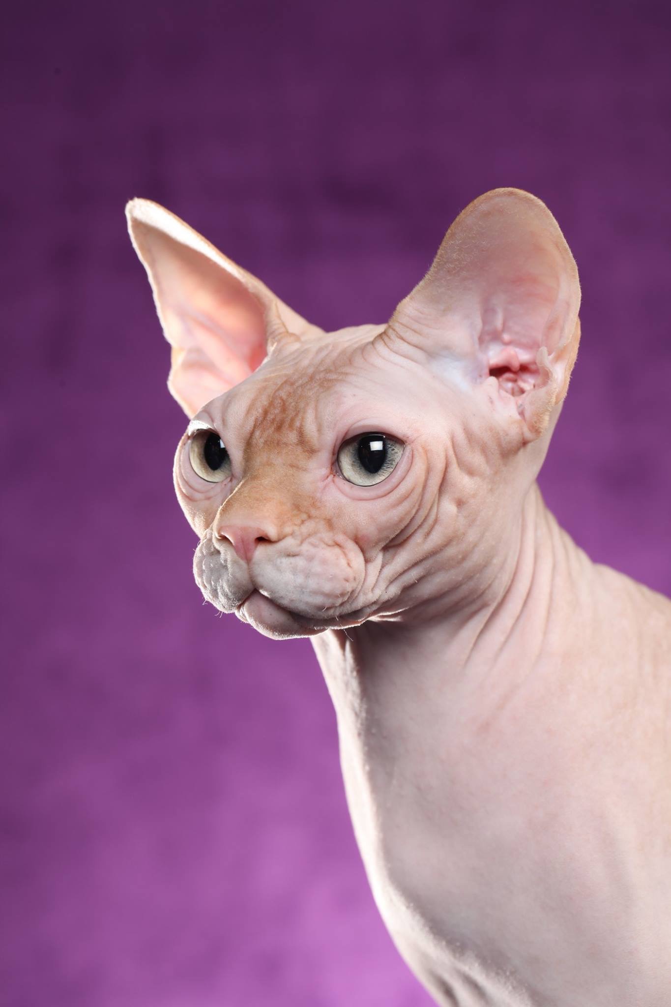 SPHYNX CORTEZ 