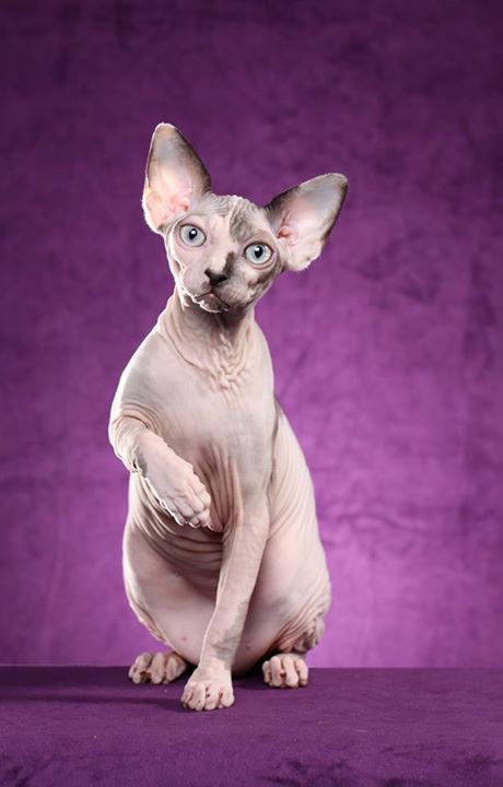 Betsy Sphynx