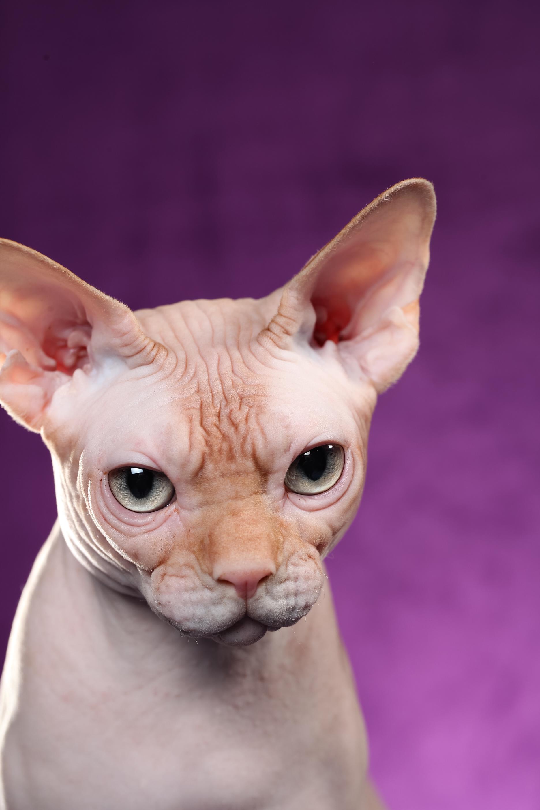 cortez Sphynx