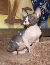 Sphynx Kitten Available
