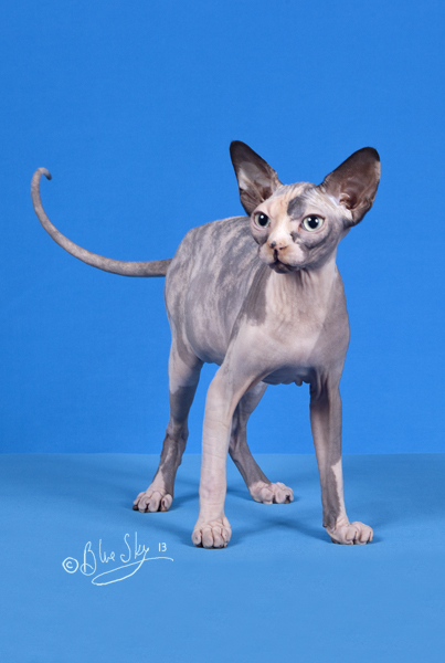 Polly SPhynx cat