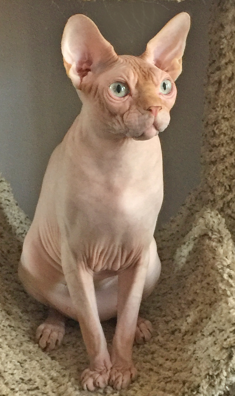 Cortez Sphynx