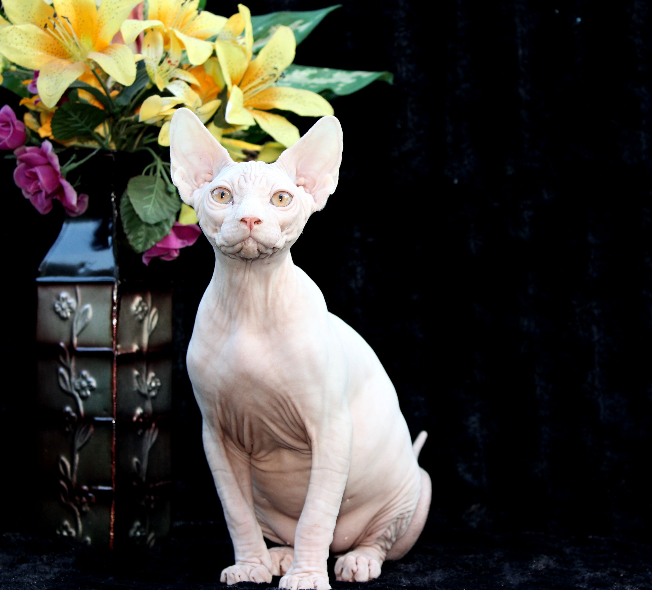 Lazarus Sphynx