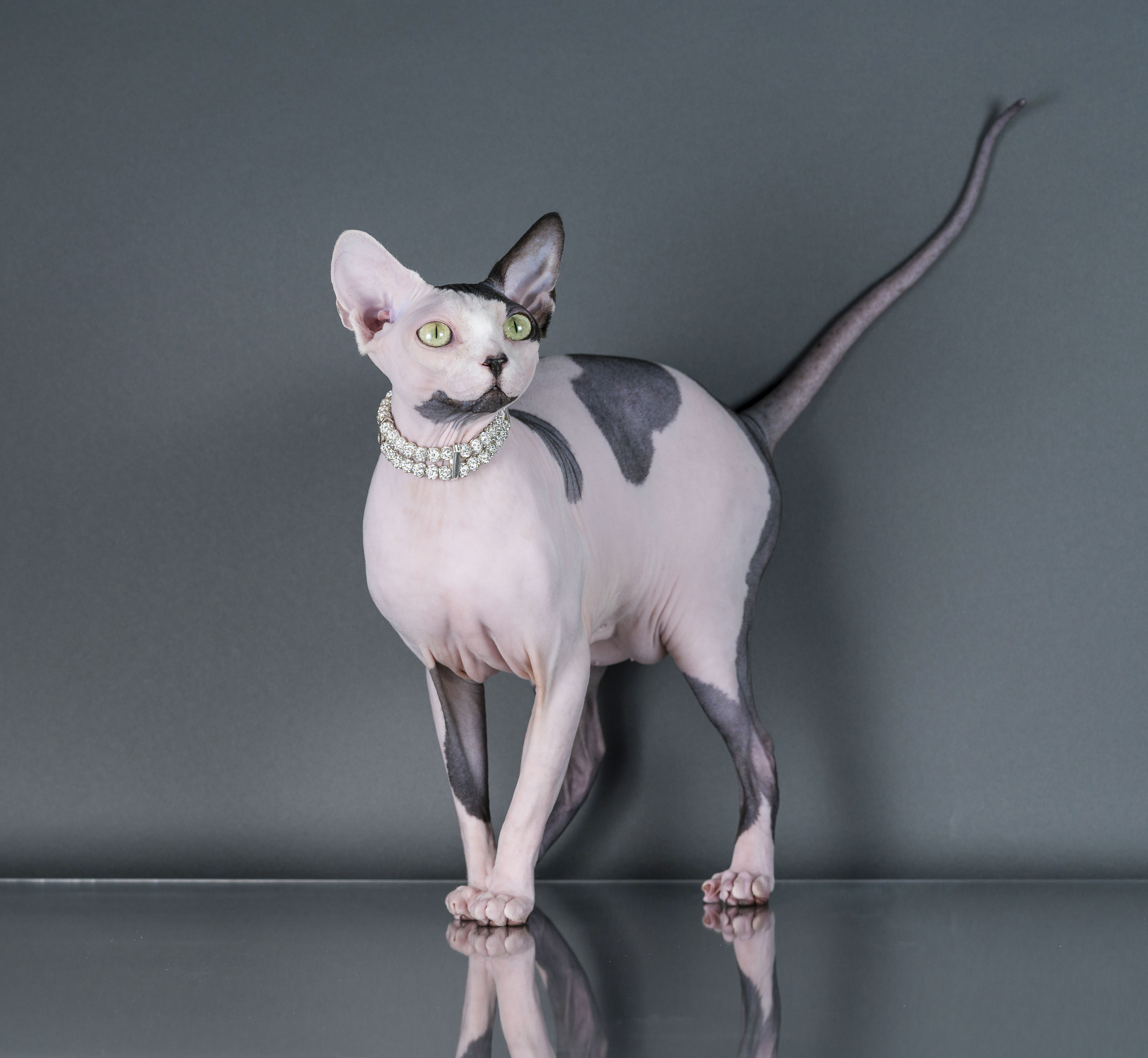 Mata Hari Citizenkat Destynys Sphynx