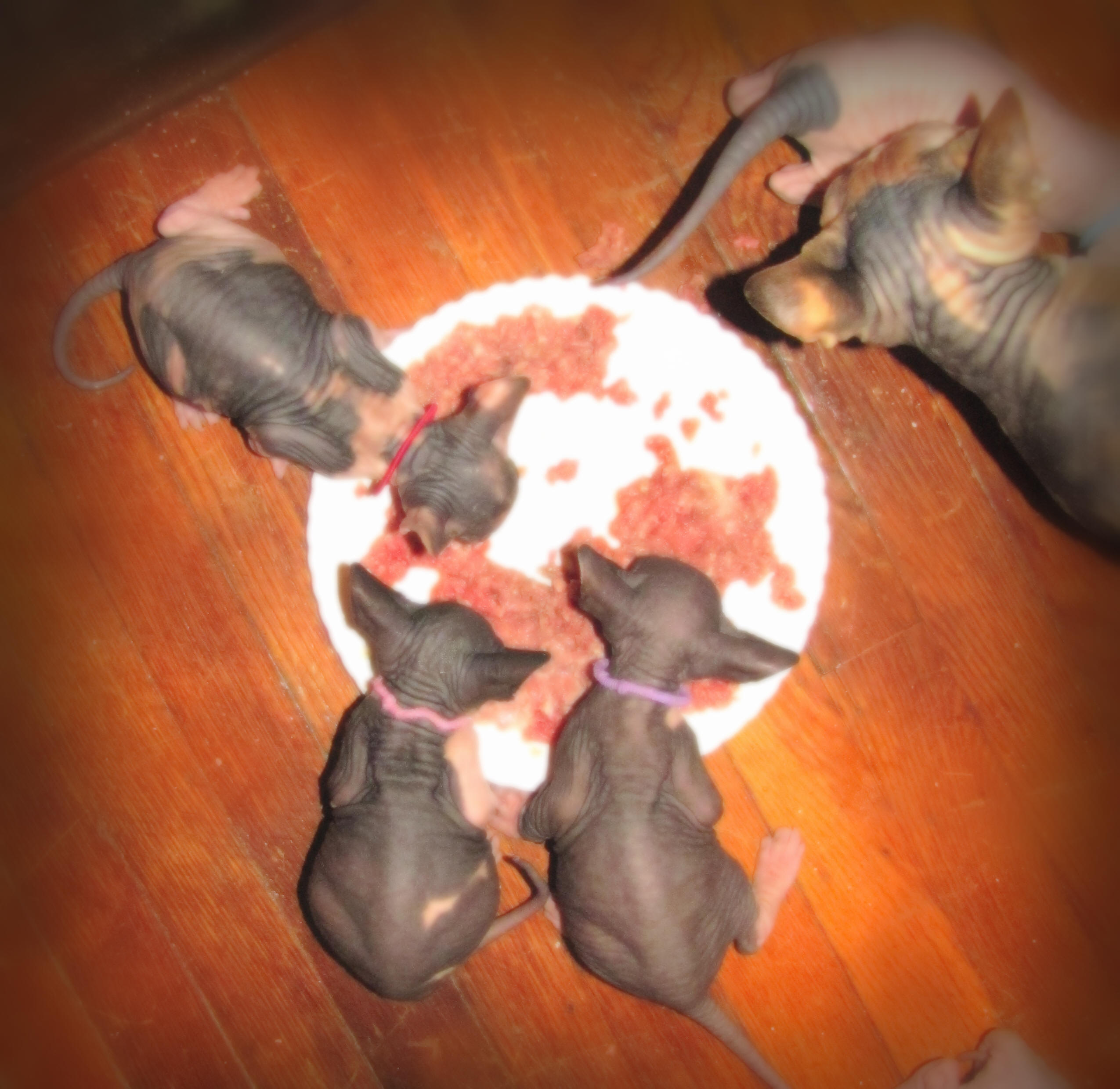 Sphynx kittens eating raw food photo